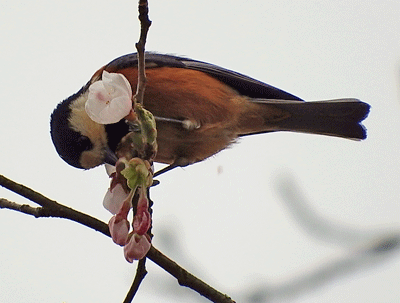 f0140773_13493571.gif