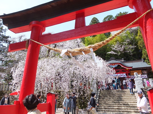 小川諏訪神社のしだれ桜 井ノ中カワズの井戸端ばなし 小川諏訪神社のしだれ桜 井ノ中カワズの井戸端ばなし