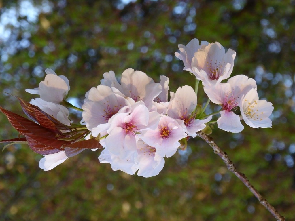 奈良の九重桜_d0042474_00105197.jpg