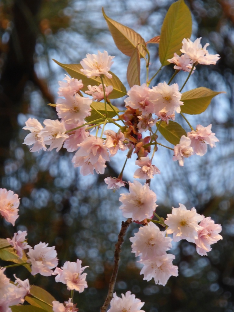 奈良の九重桜_d0042474_00111760.jpg