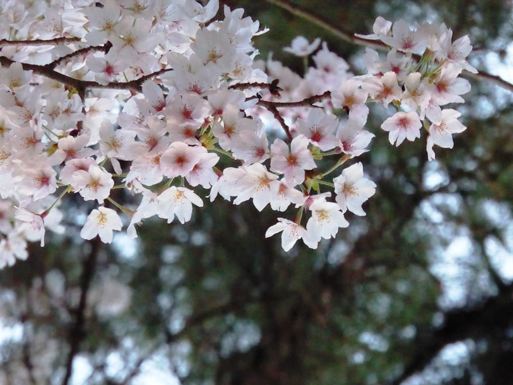 奈良公園の桜＆鳥_d0042474_00585963.jpg