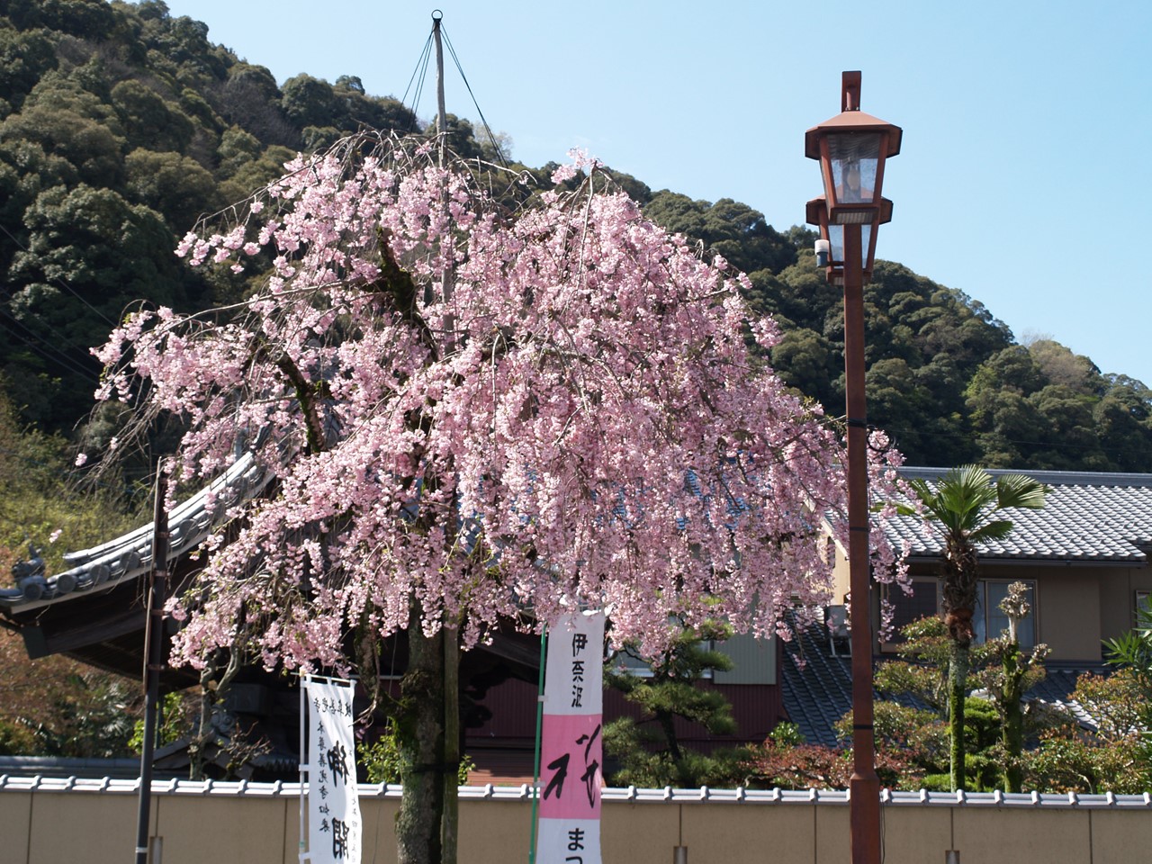 『伊奈波神社参道の枝垂桜と岐阜善光寺』_d0054276_2051820.jpg