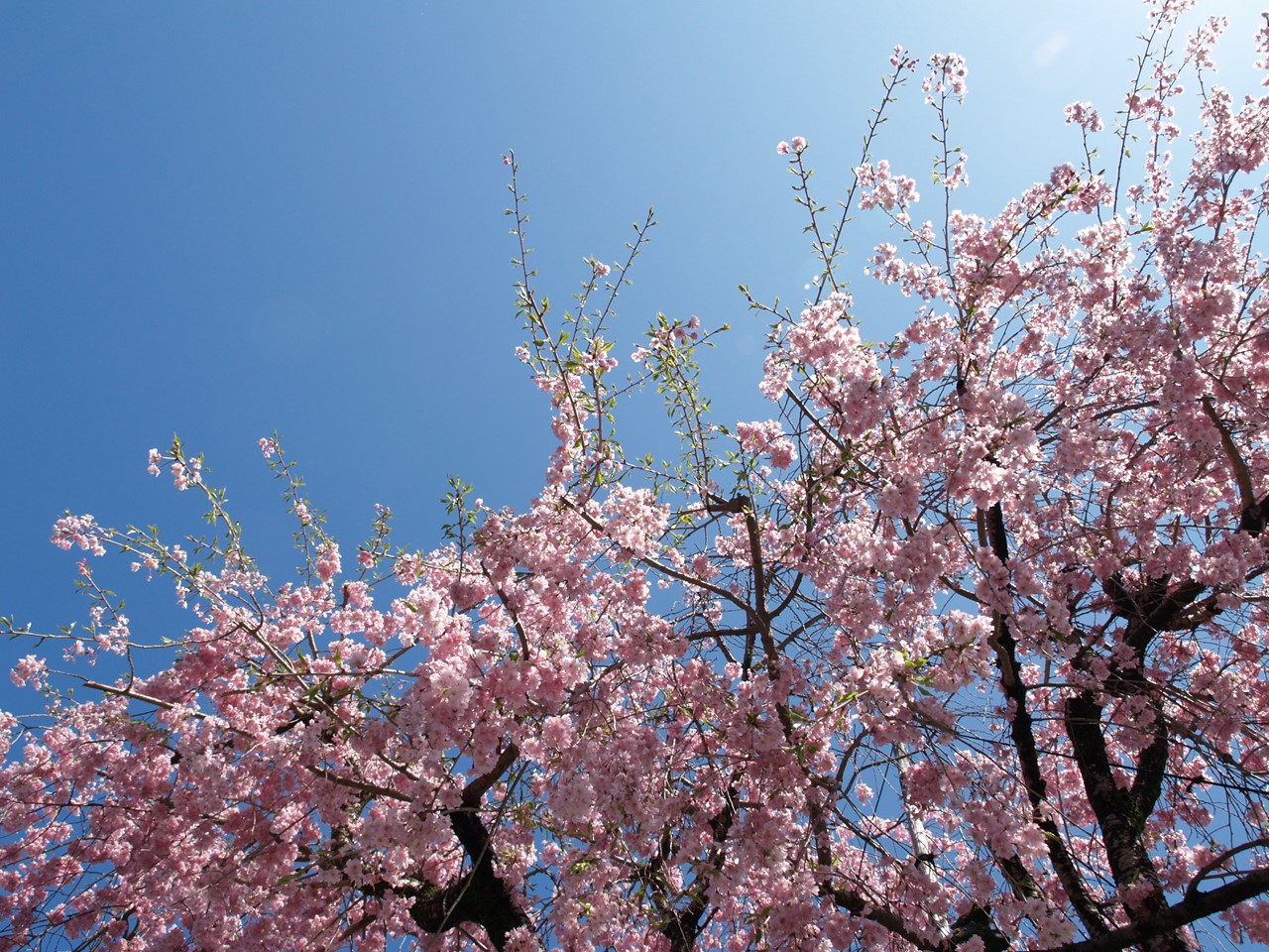 『伊奈波神社参道の枝垂桜と岐阜善光寺』_d0054276_2073785.jpg