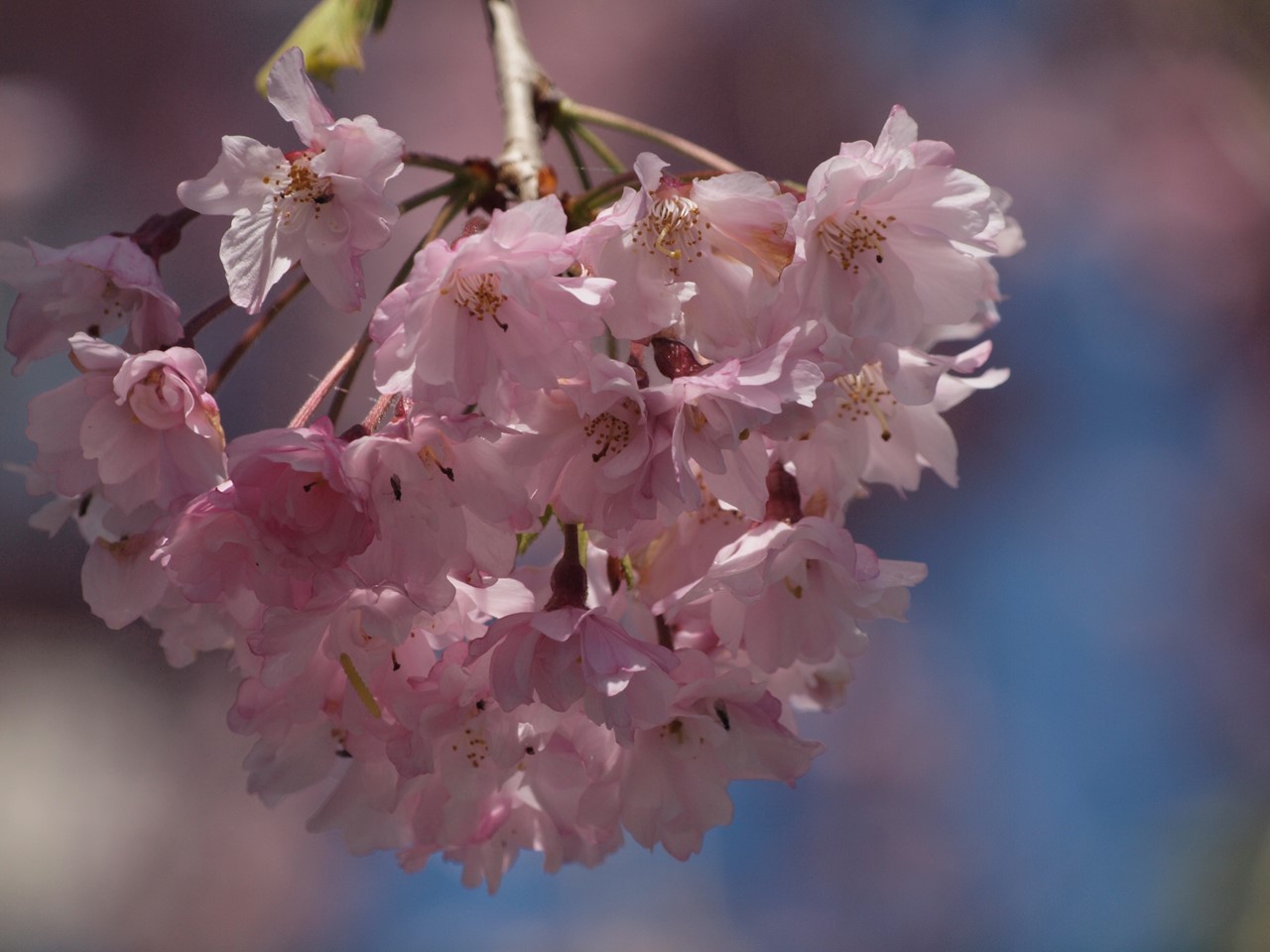 『伊奈波神社参道の枝垂桜と岐阜善光寺』_d0054276_2074882.jpg