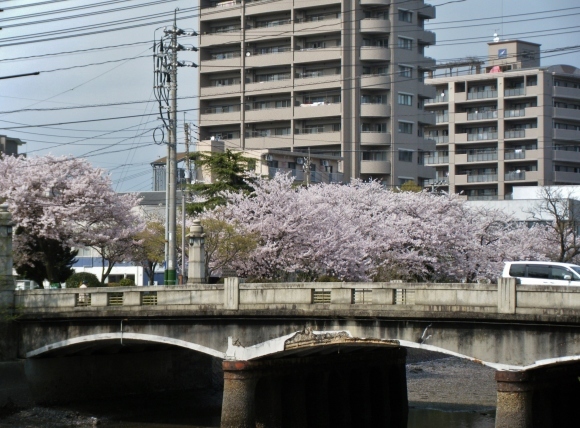 寿橋の桜です！　真締川公園_f0004581_10582203.jpg