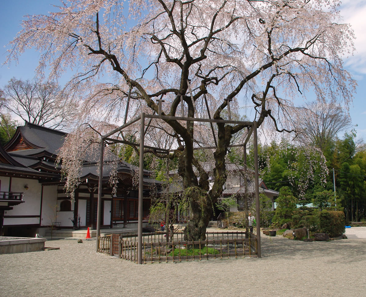 八王子見て歩記 心源院の晋山結制 八王子見て歩記 八王子見て歩記 心源院の晋山結制 八王子見て歩記