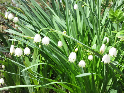 白いベル型の花スノーフレーク Caramel 24 Carat