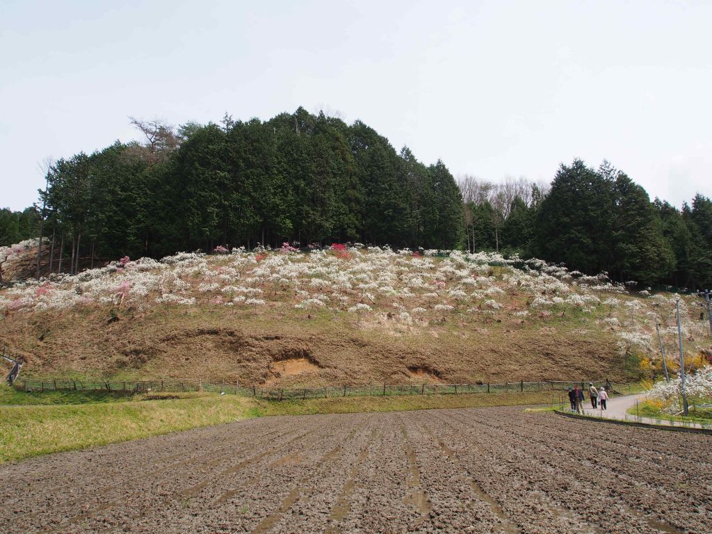 豊田市上中のしだれ桃_e0200287_11492280.jpg