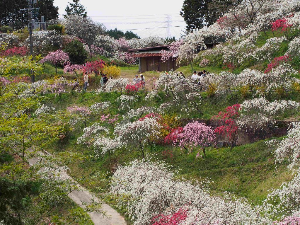 豊田市上中のしだれ桃_e0200287_11503765.jpg