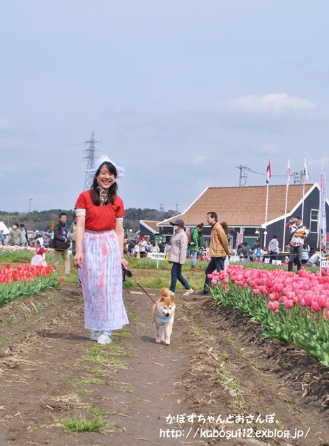 佐倉チューリップフェスタ2015_a0126590_22013530.jpg