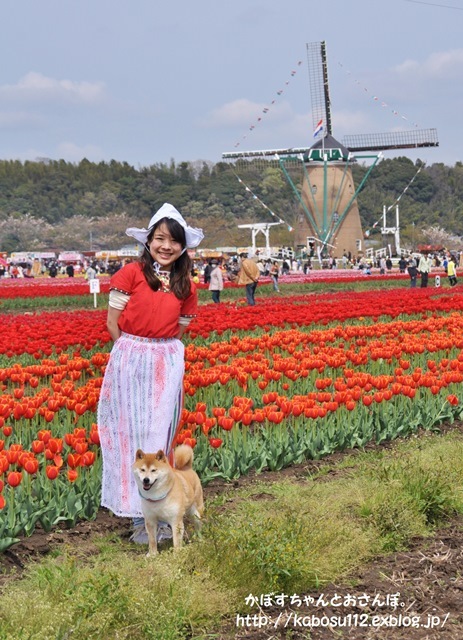 佐倉チューリップフェスタ2015_a0126590_22034629.jpg