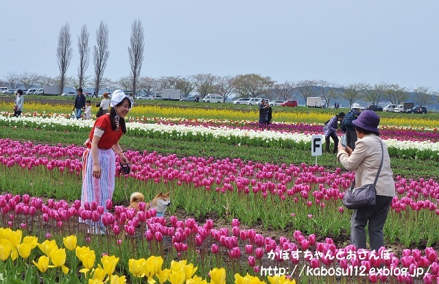 佐倉チューリップフェスタ2015_a0126590_22114825.jpg