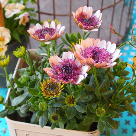ダブルオステオスペルマム_a0292194_17475153.jpg