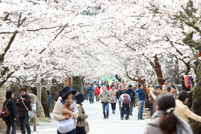 がいせん桜_e0214496_1136252.jpg