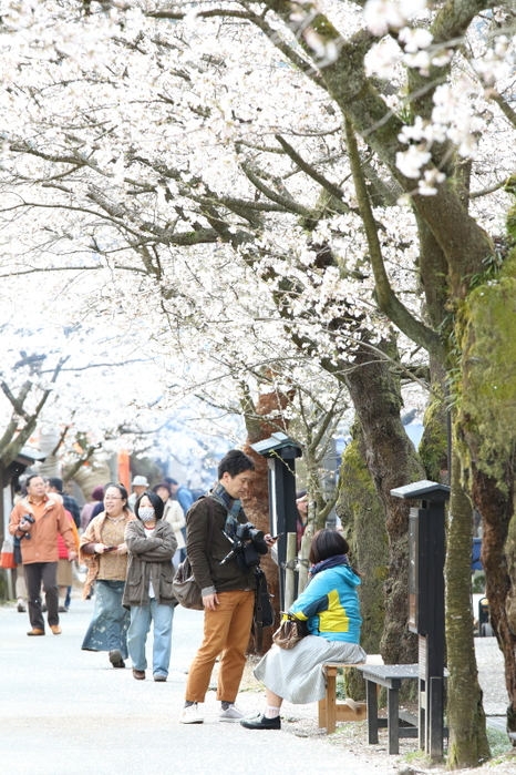 がいせん桜_e0214496_11364050.jpg