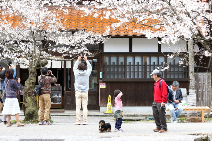 がいせん桜_e0214496_11365091.jpg