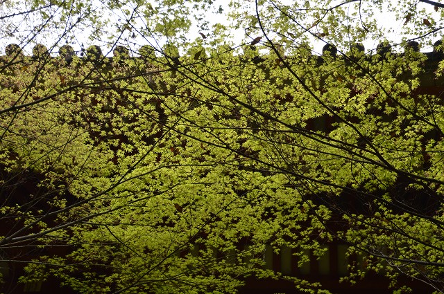 醍醐寺→法界寺→南禅寺_c0124100_23285077.jpg