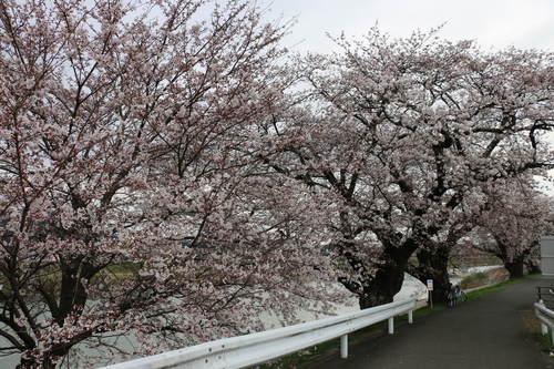 白石川堤「一目千本桜」＆船岡城址公園の桜・花園：４月８日曇り夕方＜立夏・初候＞蛙始めて鳴く・・・１_c0075701_16373931.jpg