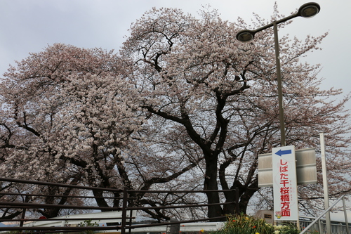 白石川堤「一目千本桜」＆船岡城址公園の桜・花園：４月８日曇り夕方＜立夏・初候＞蛙始めて鳴く・・・１_c0075701_16392431.jpg