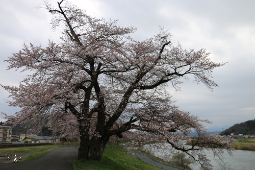 白石川堤「一目千本桜」＆船岡城址公園の桜・花園・・・２_c0075701_16473078.jpg