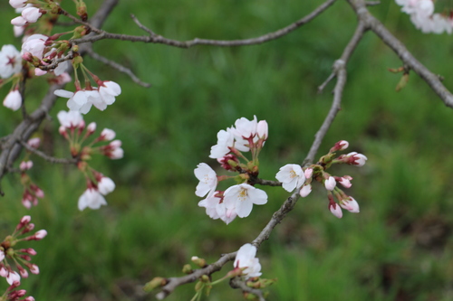 白石川堤「一目千本桜」＆船岡城址公園の桜・花園：４月８日曇り夕方＜立夏・初候＞・・・２_c0075701_16473664.jpg