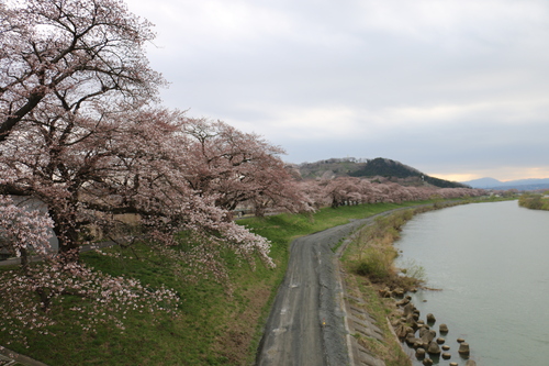 白石川堤「一目千本桜」＆船岡城址公園の桜・花園：４月８日曇り夕方＜立夏・初候＞・・・２_c0075701_16483746.jpg