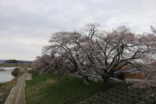 白石川堤「一目千本桜」＆船岡城址公園の桜・花園：４月８日曇り夕方＜立夏・初候＞・・・２_c0075701_16485744.jpg