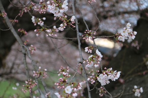 白石川堤「一目千本桜」＆船岡城址公園の桜・花園：４月８日曇り夕方＜立夏・初候＞・・・２_c0075701_16491240.jpg