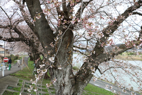 白石川堤「一目千本桜」＆船岡城址公園の桜・花園・・・２_c0075701_1649538.jpg