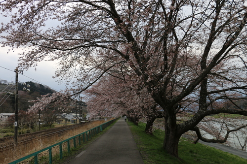 白石川堤「一目千本桜」＆船岡城址公園の桜・花園・・・４_c0075701_17524953.jpg