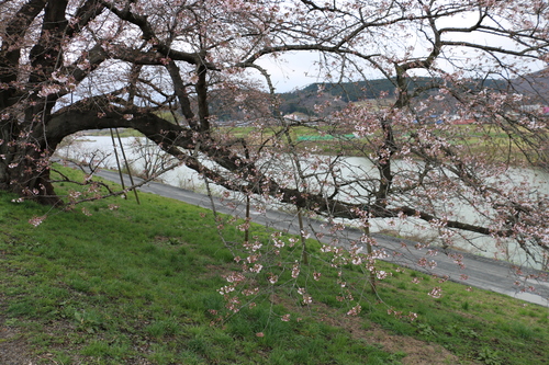 白石川堤「一目千本桜」＆船岡城址公園の桜・花園・・・４_c0075701_17532388.jpg