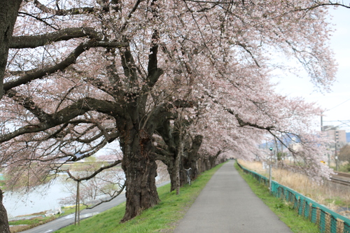 白石川堤「一目千本桜」＆船岡城址公園の桜・花園・・・５_c0075701_1815592.jpg