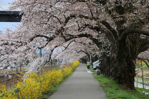 白石川堤「一目千本桜」＆船岡城址公園の桜・花園・・・６_c0075701_18192928.jpg