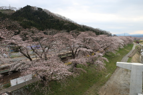 白石川堤「一目千本桜」＆船岡城址公園の桜・花園・・・１３_c0075701_222047100.jpg