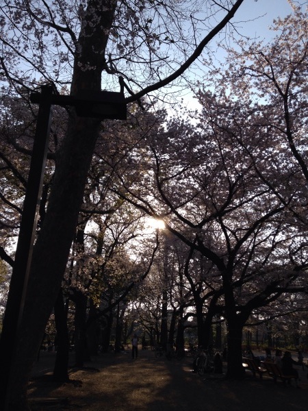 目黒川、林試の森公園、お花見ラン_d0134102_21035978.jpg