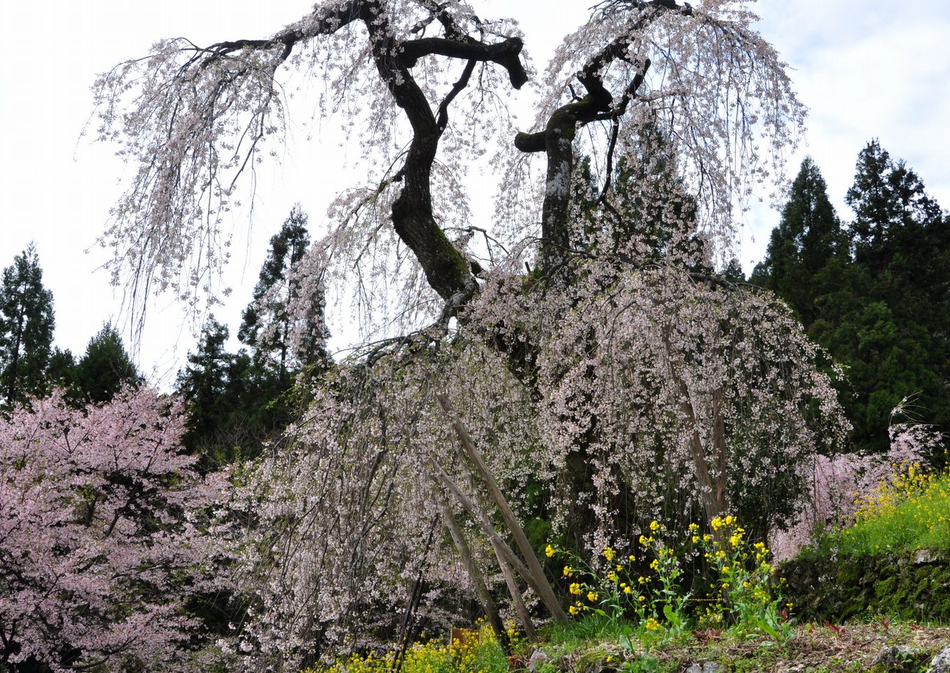 お客様と中越家の枝垂れ桜見学へ_e0058803_7581931.jpg