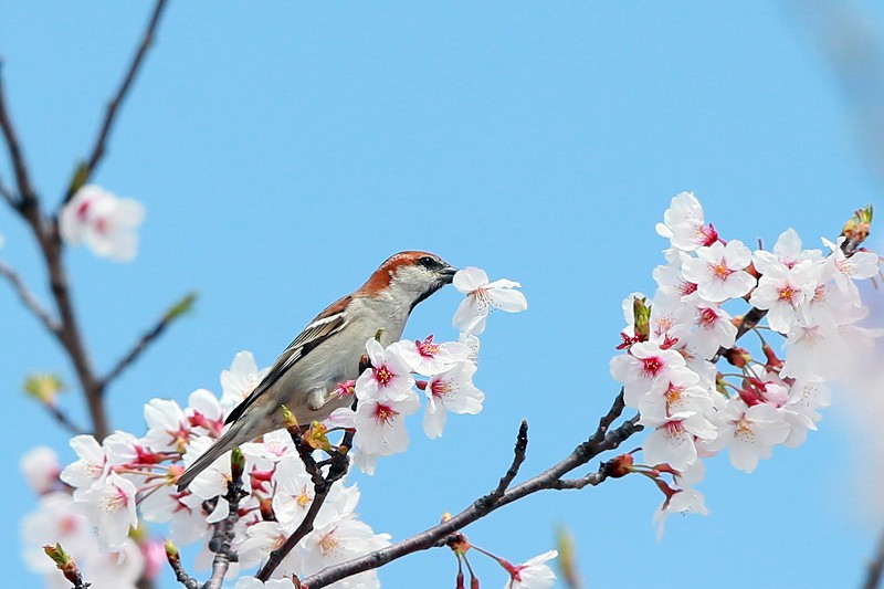 桜の蜜を吸うニュウナイスズメ_c0180204_15294865.jpg