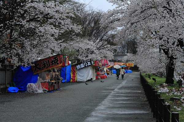 桜_a0251508_2227528.jpg