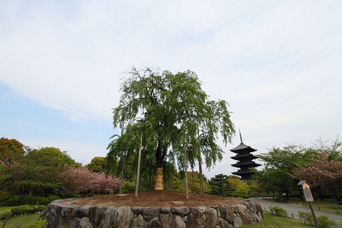 東寺 －五重塔（前編）－_b0169330_074525.jpg