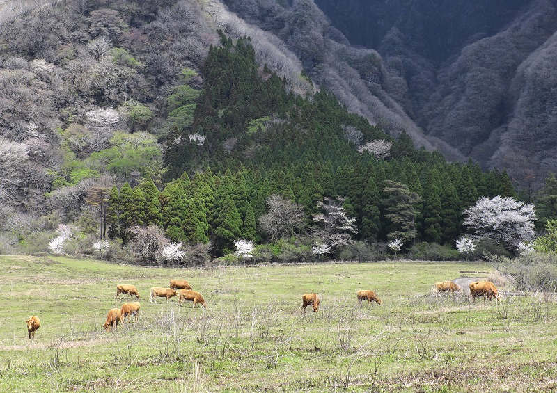 高原のサクラ特集(完)　2015年４月_c0132230_10594356.jpg