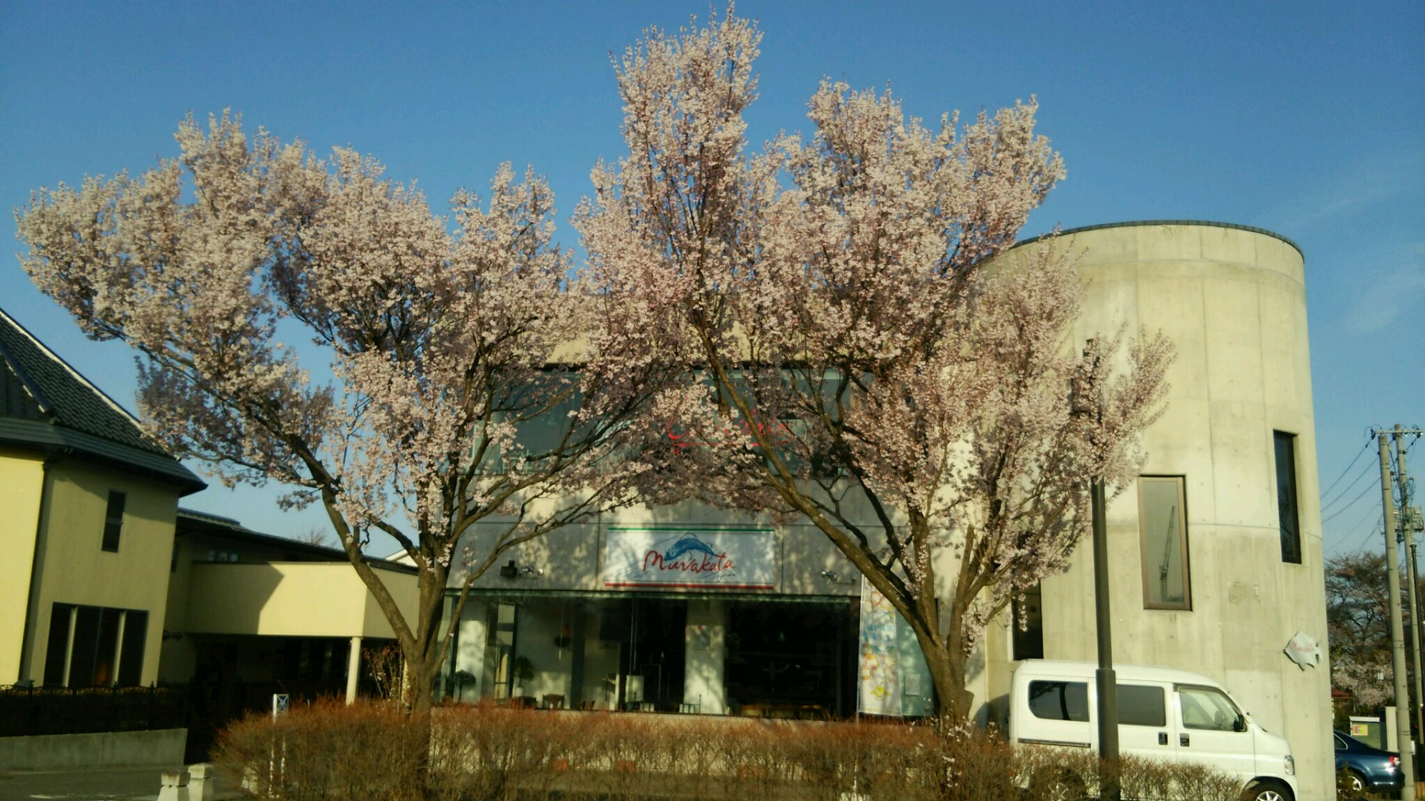白河市内、桜が満開！_c0213830_14303850.jpg