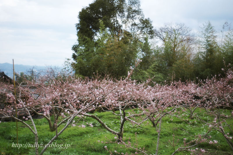 舞台桜とその周辺（４）_d0108132_23105952.jpg