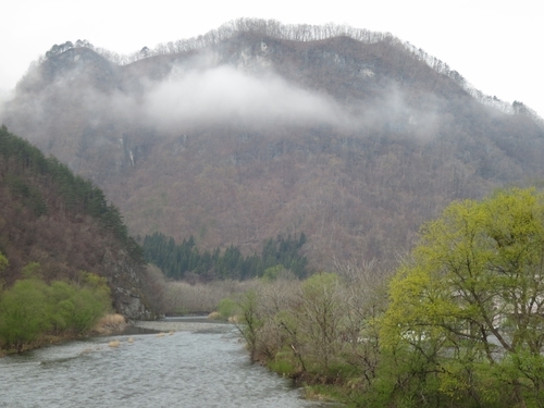 岩泉町、桜は二分咲きです。_b0206037_08582047.jpg