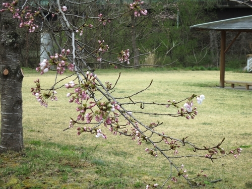 岩泉町、桜は二分咲きです。_b0206037_08582050.jpg