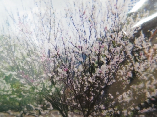 岩泉町、桜は二分咲きです。_b0206037_08582062.jpg