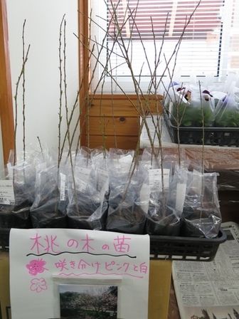 岩泉町、桜は二分咲きです。_b0206037_08582085.jpg