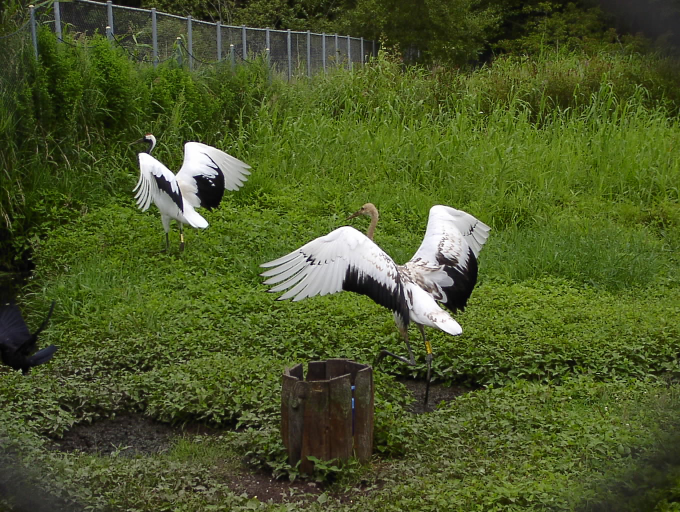 タンチョウの1年 4月14日_f0113639_17394916.jpg