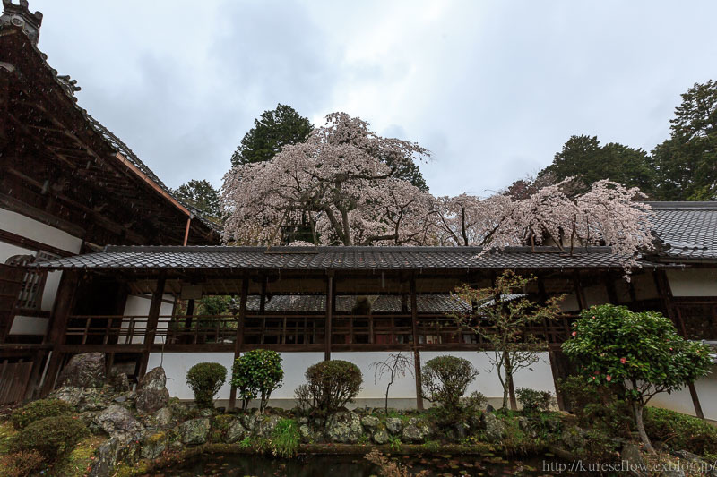 なりひら寺　十輪寺の桜_b0325840_15440660.jpg