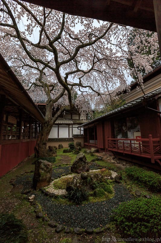 なりひら寺　十輪寺の桜_b0325840_15455536.jpg