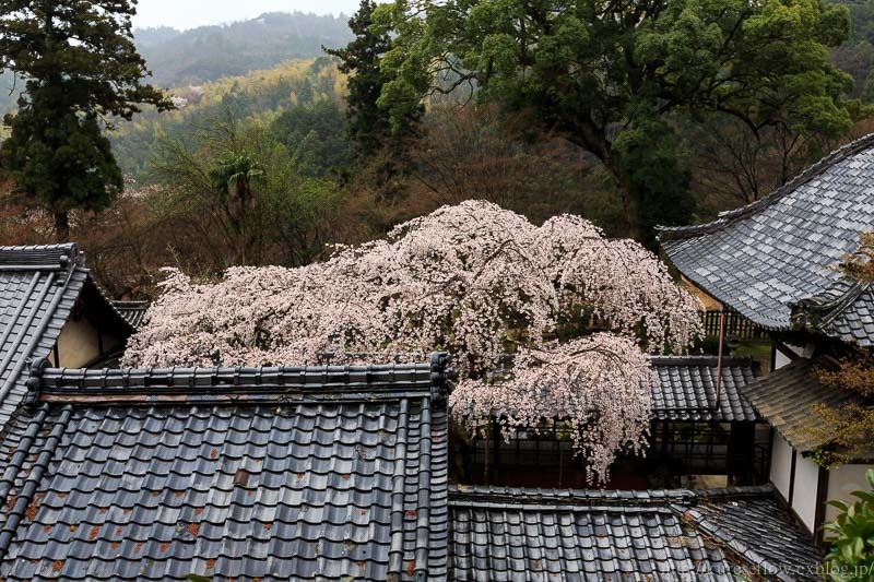 なりひら寺　十輪寺の桜_b0325840_15464898.jpg